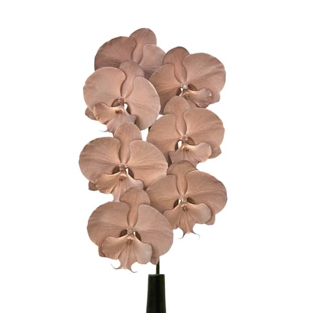 CB-Rose Gold.jpg