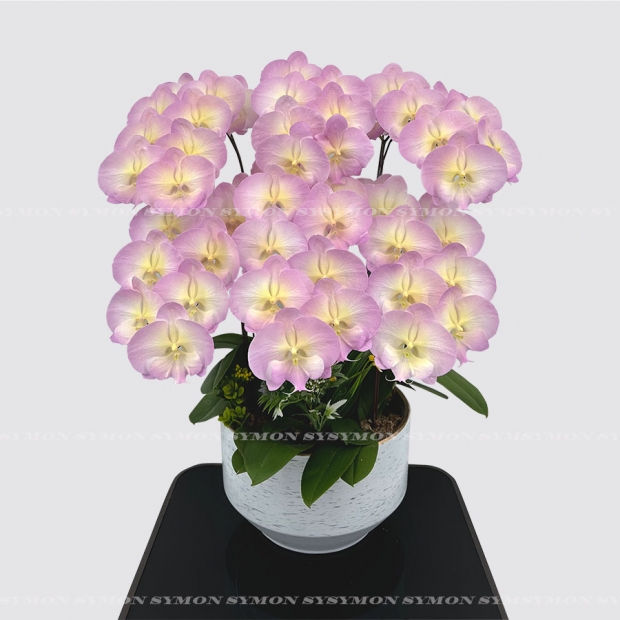 方CB-F27 桌上6入圖2 _4800.jpg