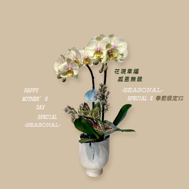 【季節限定盆花Y-02 】ig-3.jpg