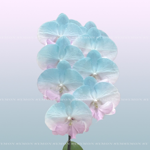 CB Fantasia-17 -2.jpg