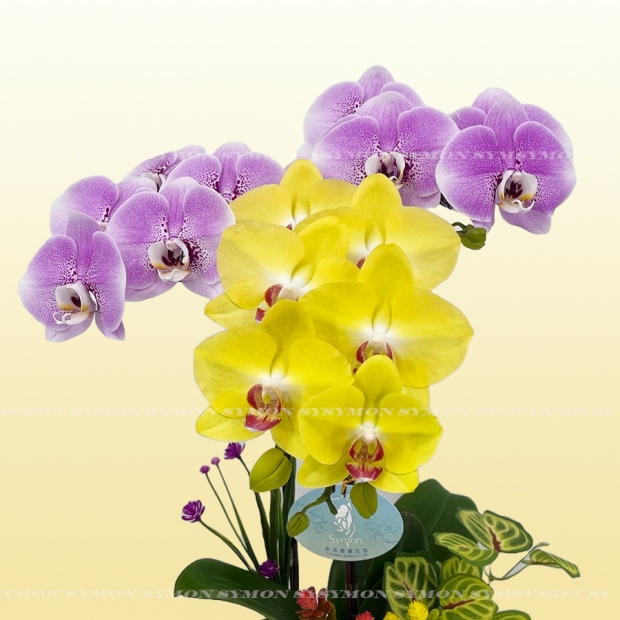01mix 小花 Y 1280.jpg