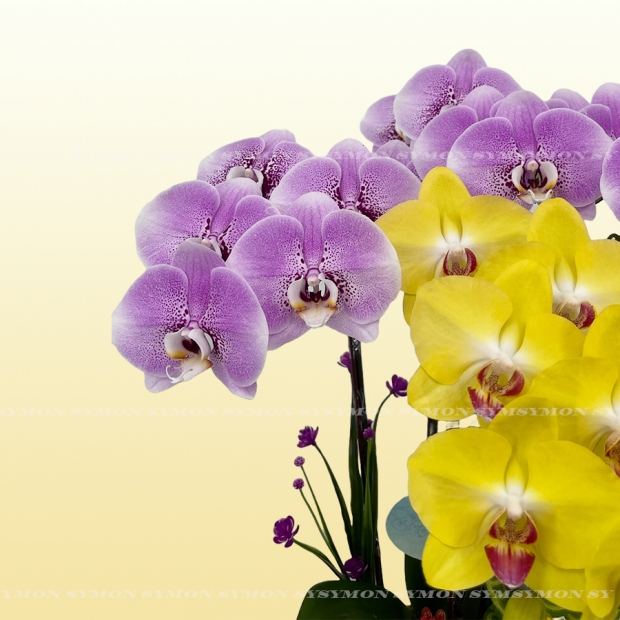 0mix 小花 Y 1280.jpg