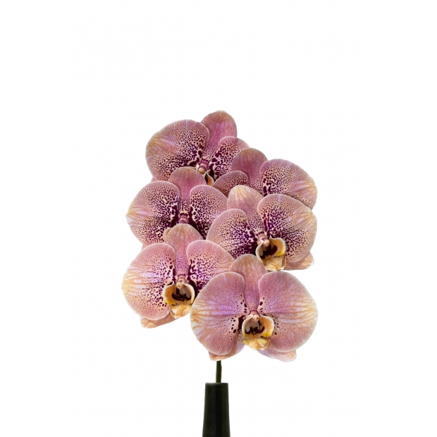 FunColour04-O TYO212染橘.jpg