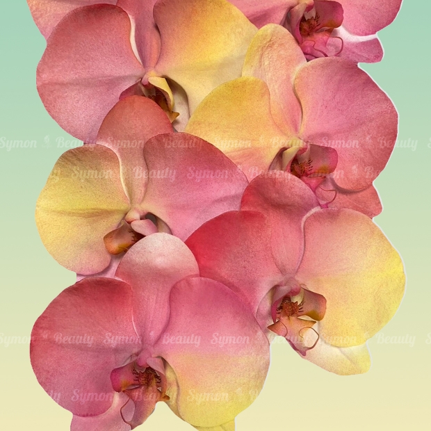 F24 落地6入一對盆 _12800 _花色圖_.jpg