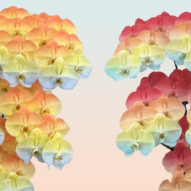 F02_F33 落地9入_13800 去背3.jpg