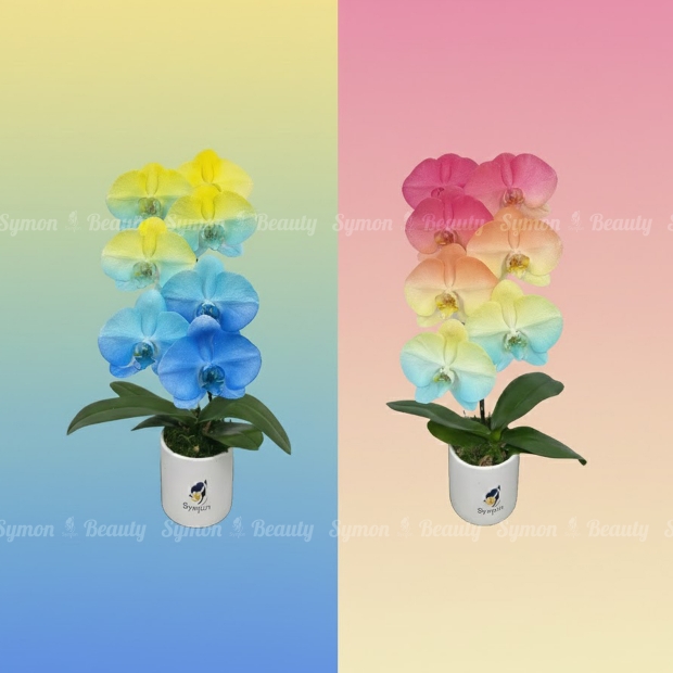 F33_F35 桌上1對_2080 去背.jpg