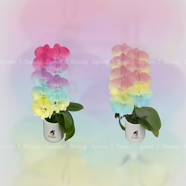 CB-F34_CB-F36 桌上1對_2080 去背.jpg