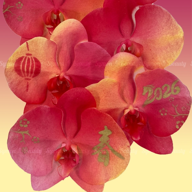 2026新春A款_桌上型二入盆__3280 _3_.jpg