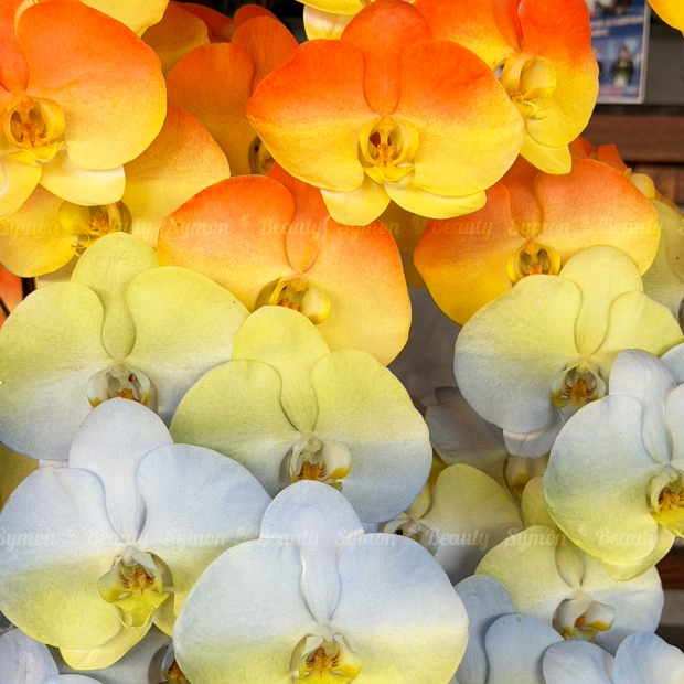 旭日東昇 落地9入_13800 03.jpg