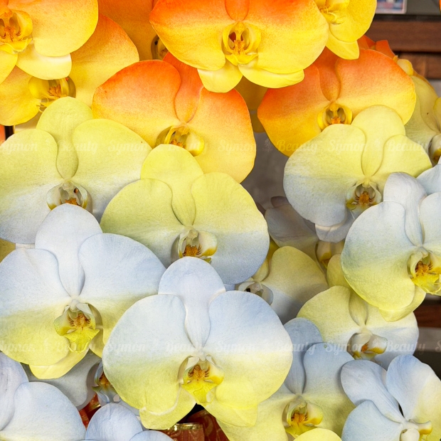 旭日東昇 落地9入_7200 02.jpg