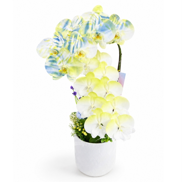 F11_大唇瓣 MIX 2入 桌上 圖2 _1980.jpg