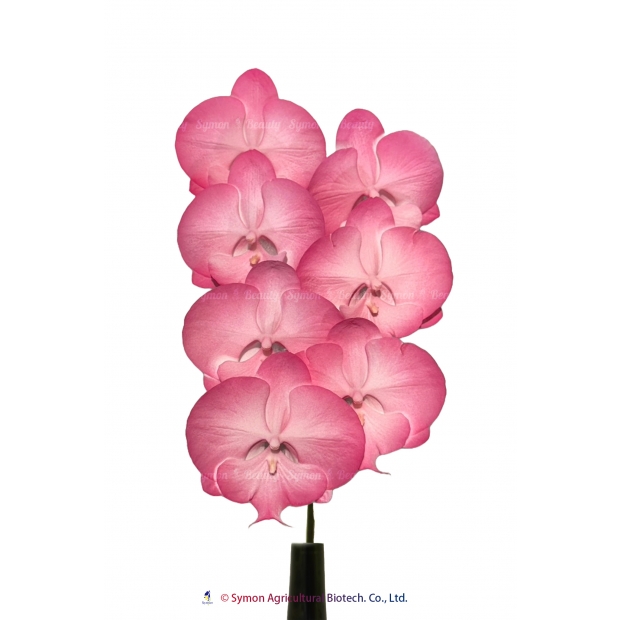 CB-Fantasia29.jpg
