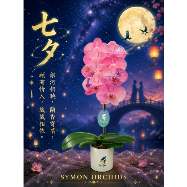 2026七夕款_一入盆花.jpg