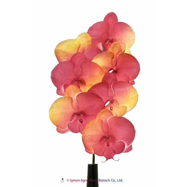 CB-Fantasia24.jpg