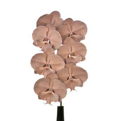 CB-Rose Gold.jpg