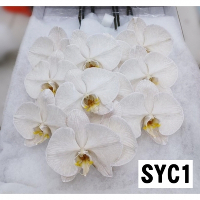 SYC1.jpg