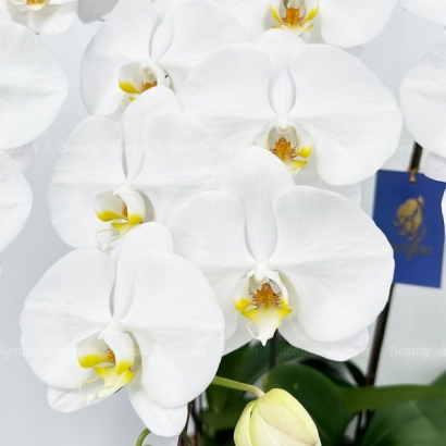 BIG WHITE V3桌上3入圖2 _1500.JPG
