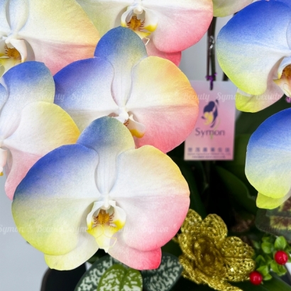 璀璨炫彩 桌上5入  圖2  _3980.JPG