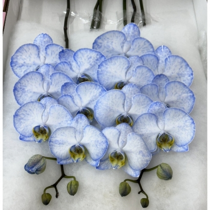 S__390094892_0 拷貝.jpg