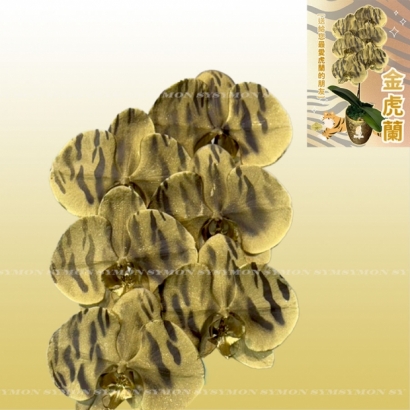 金虎蘭-3.jpg