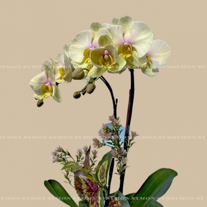 【季節限定盆花Y-02 】ig-1.jpg