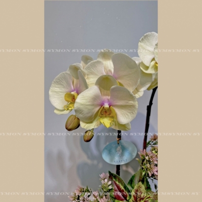【季節限定盆花Y-02 】ig-2.jpg