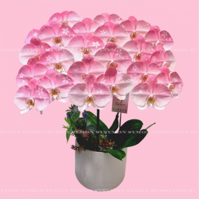 sakura-1.jpg