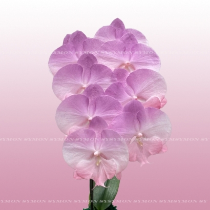 CB Fantasia-16 -2.jpg