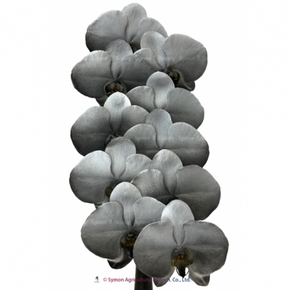Fantasia22 10F.jpg