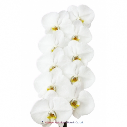 V3白花 10F.jpg