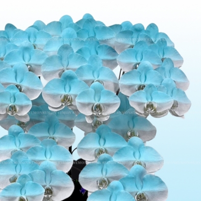 藍花-1.jpg