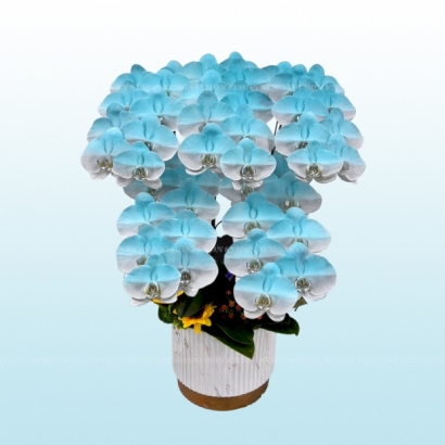 藍花.jpg