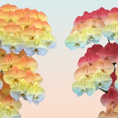 F02_F33 落地9入_13800 去背3.jpg