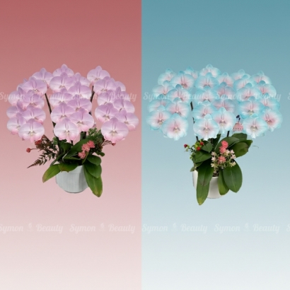 CB-F16_CB-F32 桌上3入_5200 1.jpg