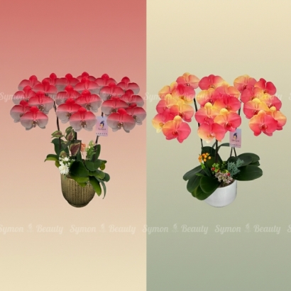 F21_F24 桌上3入_5200 1.jpg