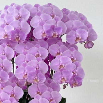 HOT PINK 粉花落地9入圖2 _4580.JPG